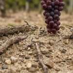 The North Fork to Napa Comparison Nobody’s Written Yet: What California’s Wine Country Could Learn from Peconic Bay