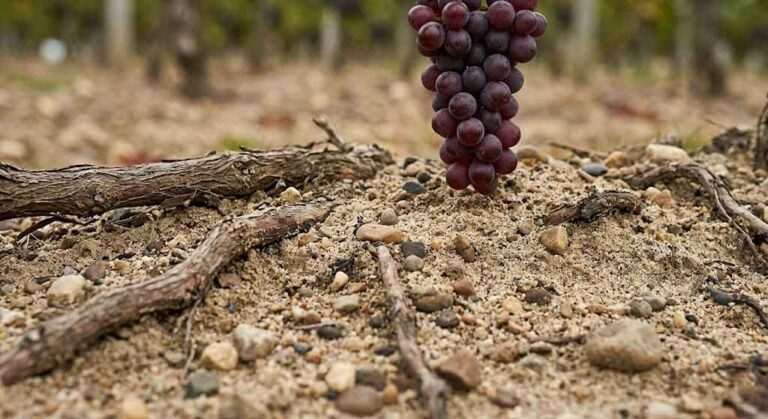 The North Fork to Napa Comparison Nobody’s Written Yet: What California’s Wine Country Could Learn from Peconic Bay