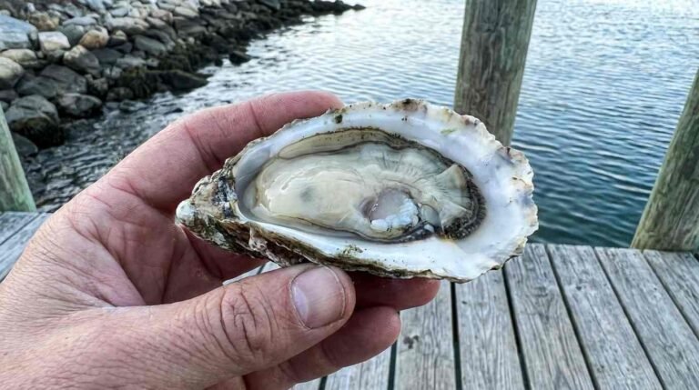 The Oyster That Built Long Island: How Cold Spring Harbor’s Forgotten Shellfish Economy Fed New York City for 200 Years